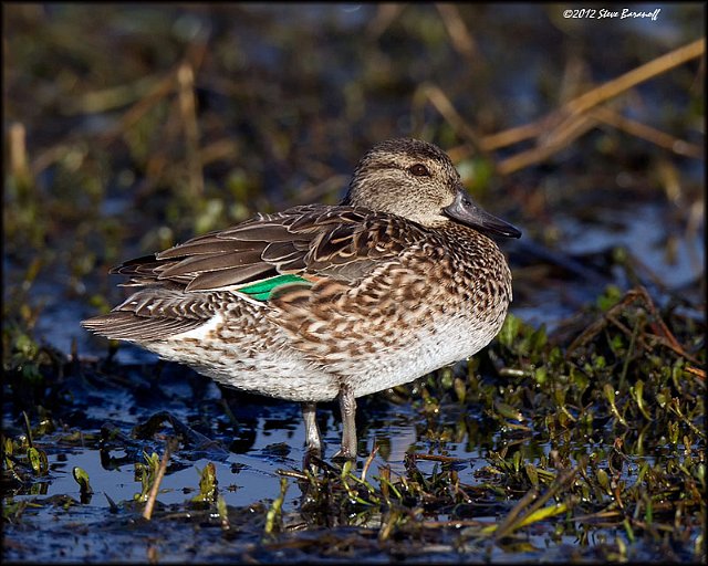 _2SB2870 green-winged teal hen.jpg